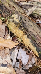 Trichoderma sulphureum