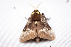 Megalopyge albicollis superba