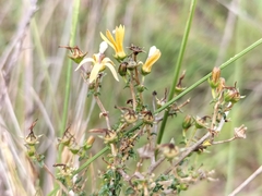Wahlenbergia nodosa