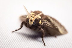 Megalopyge albicollis superba