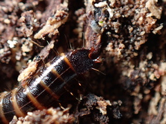 Meracantha contracta