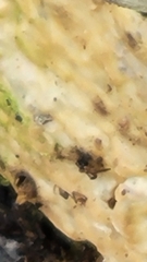 Trichoderma sulphureum