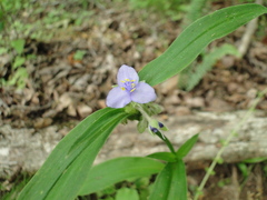 Tradescantia subaspera