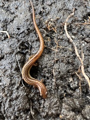 Eurycea chamberlaini