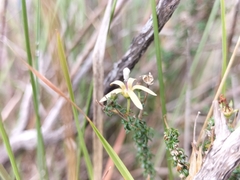 Wahlenbergia nodosa