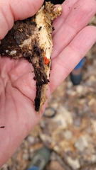 Tulasnella aurantiaca