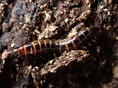 Meracantha contracta