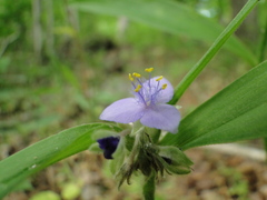 Tradescantia subaspera