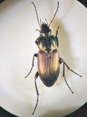 Poecilus versicolor