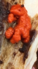 Tulasnella aurantiaca