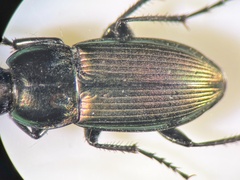 Poecilus versicolor