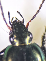 Poecilus versicolor
