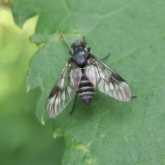 Ibisia marginata