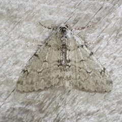 Phigalia strigataria