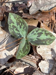 Trillium maculatum