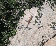 Podarcis siculus