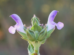 Salvia verbenaca