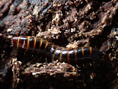 Meracantha contracta