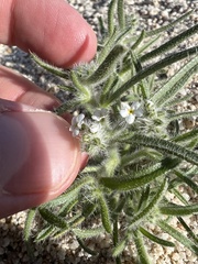 Johnstonella angustifolia