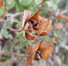 Cistus