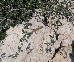 Podarcis siculus
