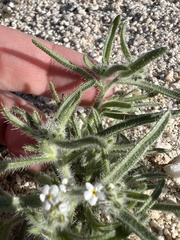 Johnstonella angustifolia