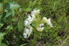 Platanthera praeclara