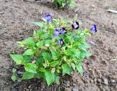 Torenia