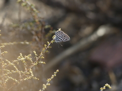 Tarucus theophrastus