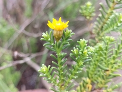 Oedera uniflora
