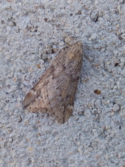 Alsophila aescularia