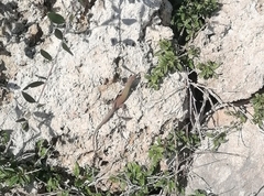 Podarcis siculus