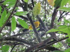 Anisognathus somptuosus