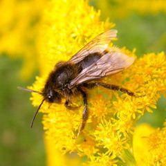 Osmia