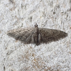 Eupithecia jejunata