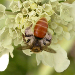 Andrena marginata