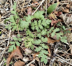 Phacelia congesta