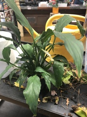 Spathiphyllum cannifolium