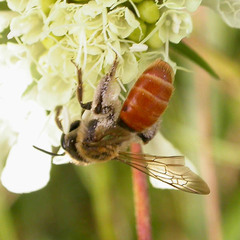 Andrena marginata
