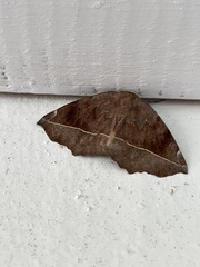 Eutrapela clemataria
