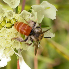 Andrena marginata