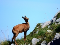 Rupicapra pyrenaica parva