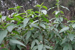 Cistus symphytifolius