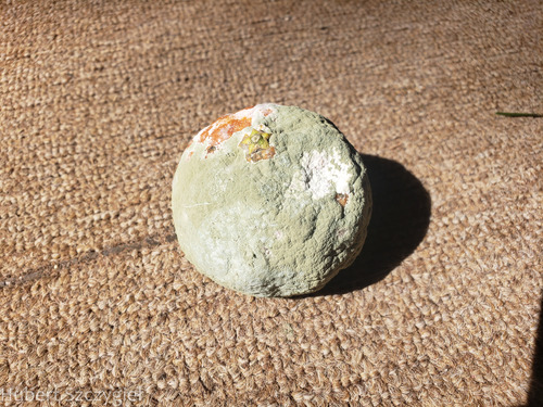 Penicillium observed 2023-01-05