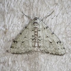 Phigalia strigataria