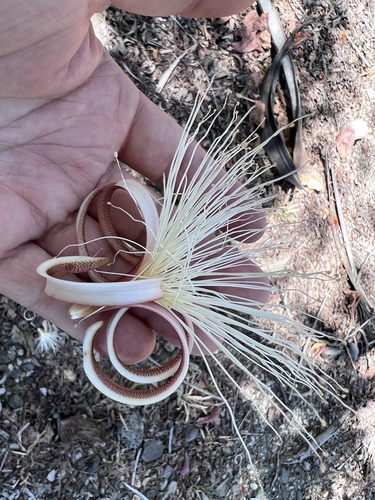 Pochota fendleri