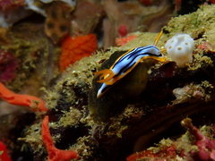Chromodoris strigata