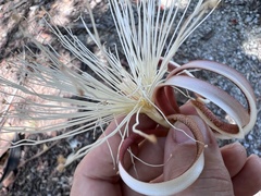 Pochota fendleri, photograph Mark Richman, CC BY, iNaturalist via GBIF