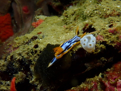 Chromodoris strigata