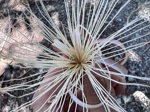 Pochota fendleri, photograph 2